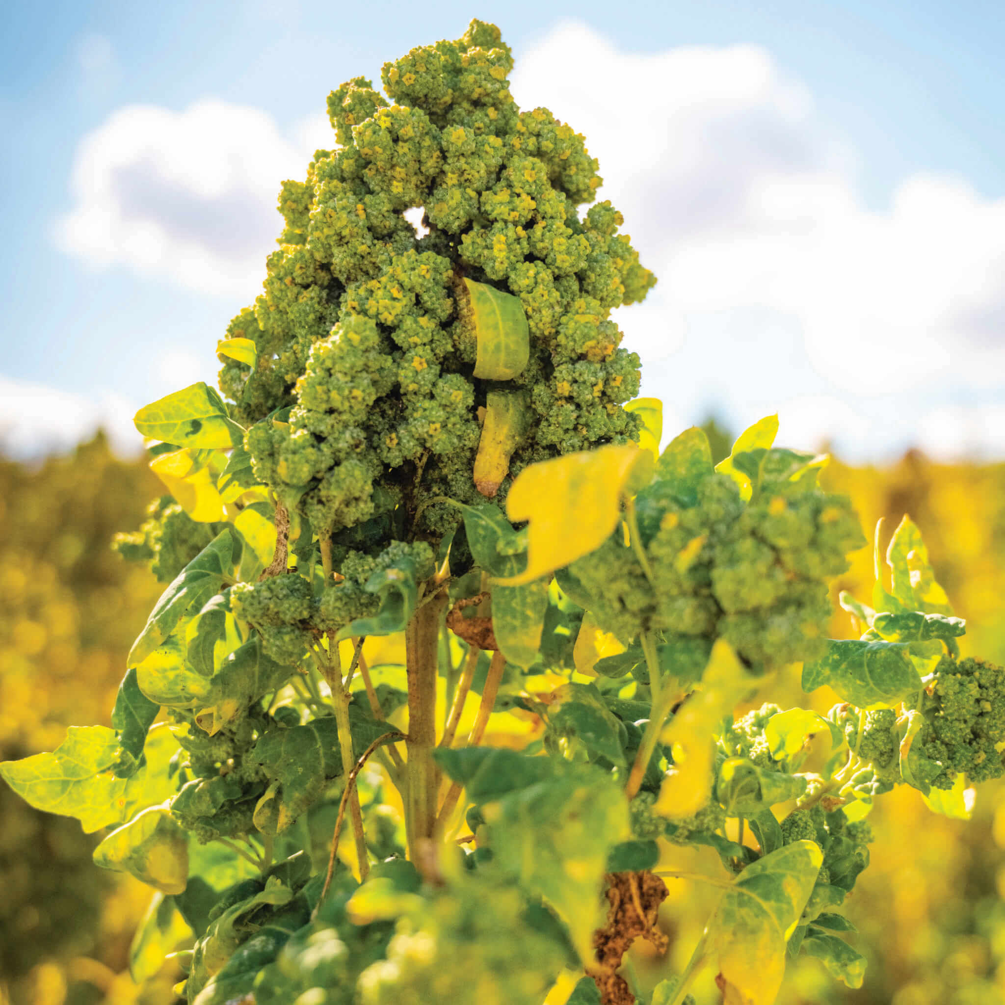 Bio Chili con Vegane mit Quinoa